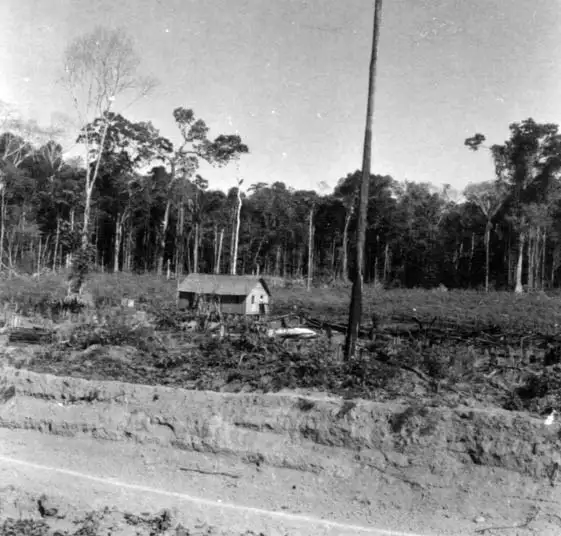 Foto 1: Casa de palha coberta, vendo-se a plantação de mandioca e mata ao fundo à caminho de Gujará-Mirim (RO)
