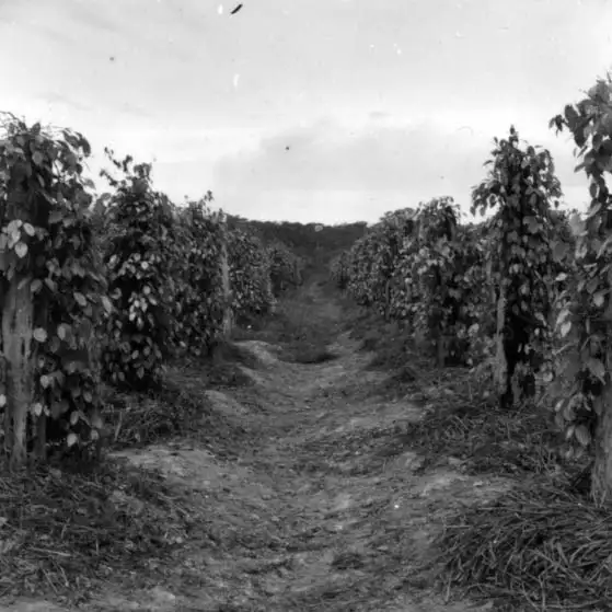 Foto 24: Pés de pimenta-do-reino da colônia dos japoneses em Porto Velho (RO)
