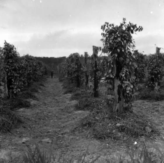 Foto 25: Pés de pimenta-do-reino na colônia dos japoneses em Porto Velho (RO)