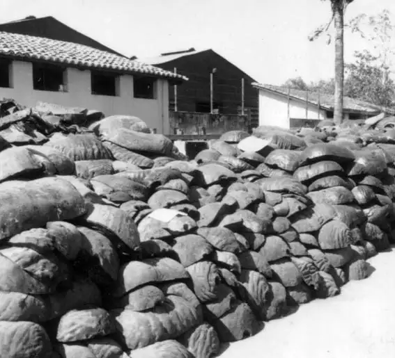Foto 192: Industrialização da borracha em Porto Velho, vendo-se as pelas em grande quantidade (RO)