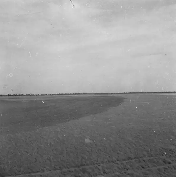 Foto 11: Lavrado, campo limpo, queimado e sem queimar, nos campos do rio Branco, visto da BR-174 ao sul de Boa Vista