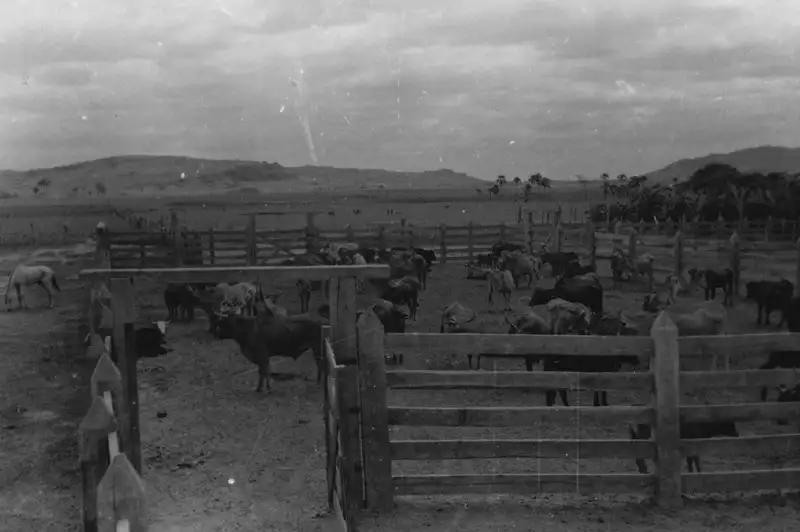 Foto 158: Curral de gado na Fazenda Santa Fé em Boa Vista (RR)