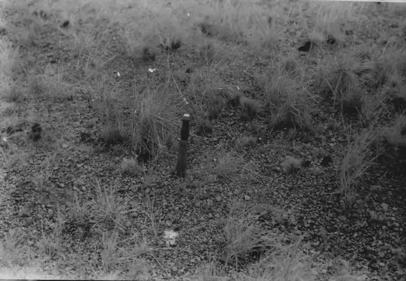 Foto 172: Rabo de burro e piçara em Boa Vista (RR)