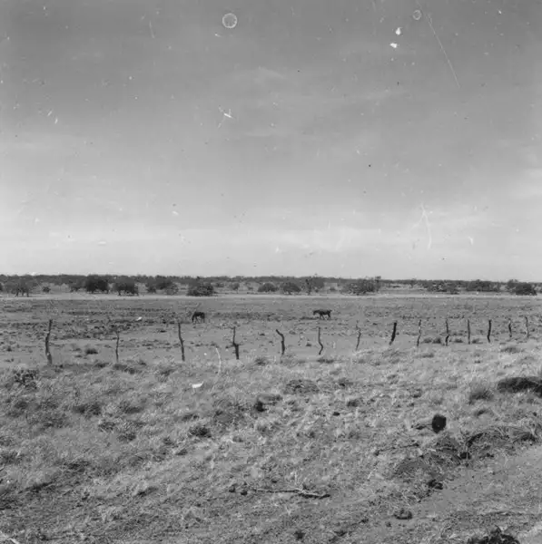 Foto 227: Burros pastando no fundo seco de uma dolina na BR-401 perto de Boa Vista (RR)