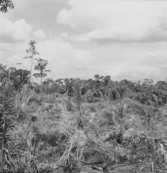 Foto 2: Derrubada em formação homogênea de palmeiras inajás, junto da vila de Mucajaí (RR)