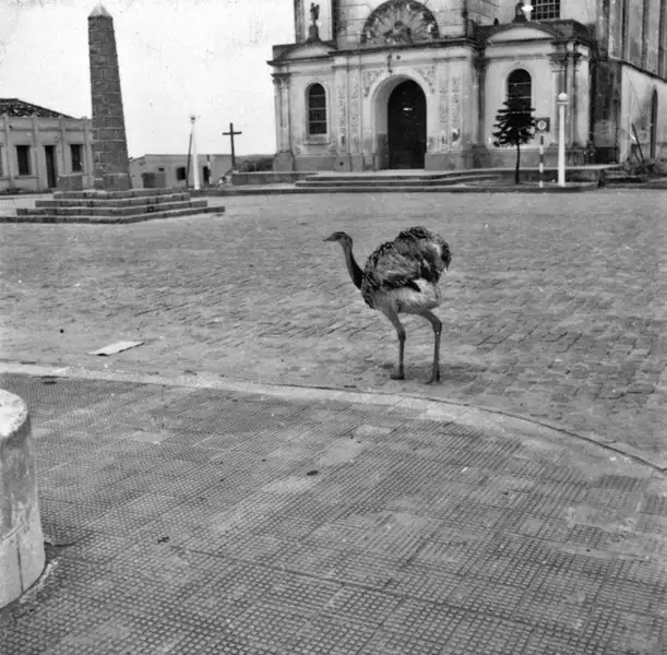 Foto 2: Uma ema domesticada na praça de Camaquã (RS)