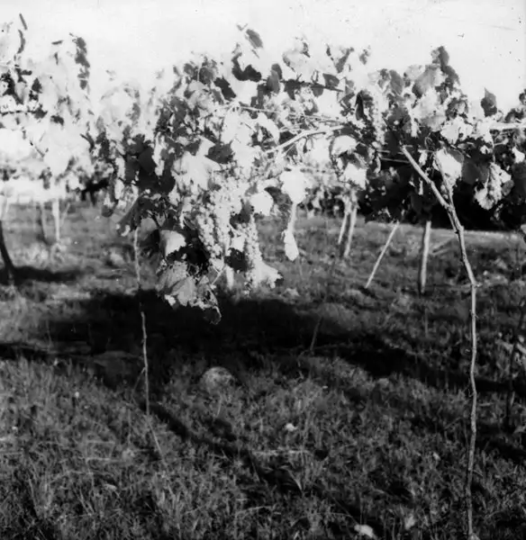 Foto 2: [Detalhes de vinhedos de uva branca pertencentes a Cia. Peterlongo, em Garibaldi (RS)]