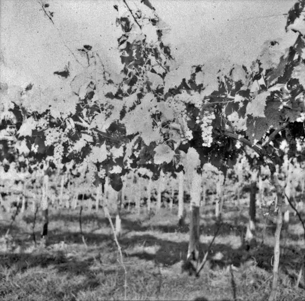 Foto 3: [Aspecto parcial de vinhedos de uva branca pertencentes a Cia. Peterlongo, em Garibaldi (RS)]