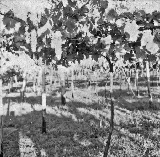 Foto 8: Aspecto parcial dos vinhedos de uva branca da Cia. Peterlongo, em Garibaldi (RS)
