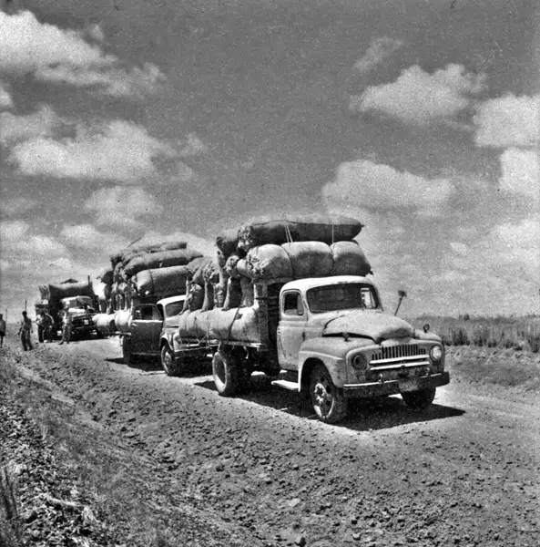 Foto 2: Caminhões carregados com lã : Harmonia (RS)