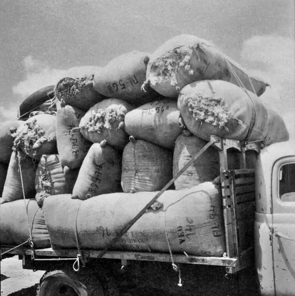 Foto 4: Caminhões carregados com lã : Harmonia (RS)