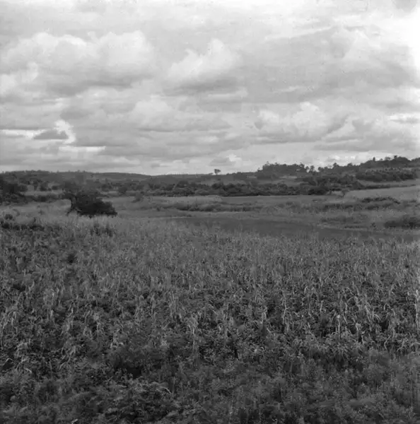 Foto 8: Ocupação da terra : milho, soja e arroz : Ijuí (RS)