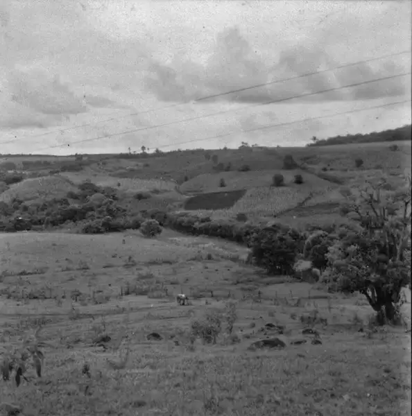 Foto 11: Encostas cultivadas, perto de Ijuí (RS)