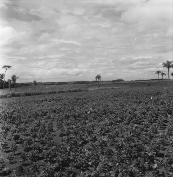 Foto 27: Plantação de soja, mandioca e milho, perto do município de Ijuí (RS)