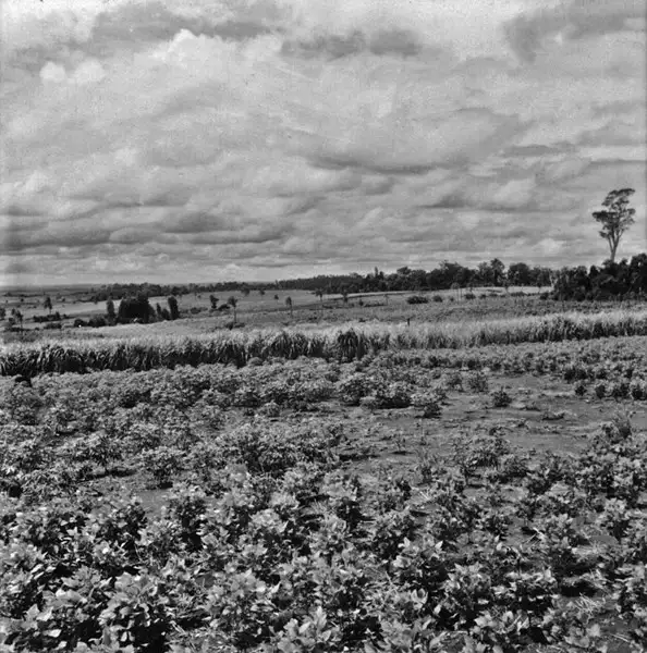 Foto 28: Plantação de soja, mandioca e milho, perto do município de Ijuí (RS)