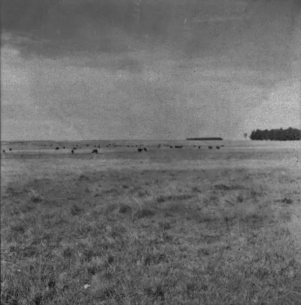Foto 13: Aspecto da superfície de 260ms : gado no pasto e ao fundo, eucaliptos : Livramento (RS)