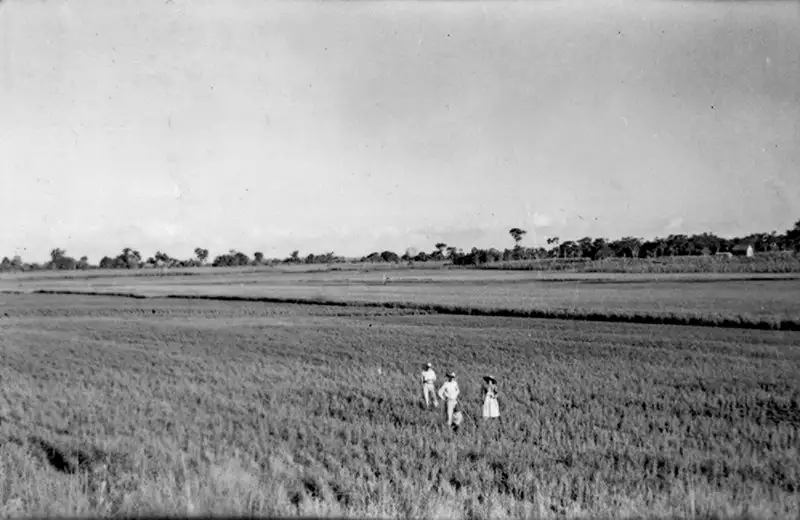 Foto 12: Plantação de arroz em São Miguel das Missões (RS)