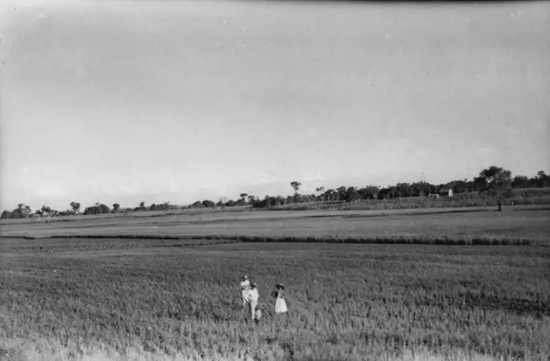 Foto 13: Plantação de arroz na localidade de São Miguel das Missões (RS)