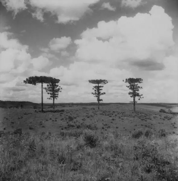 Foto 2: [Quatro pinheiros (araucárias) no município de Campos Novos (SC)]