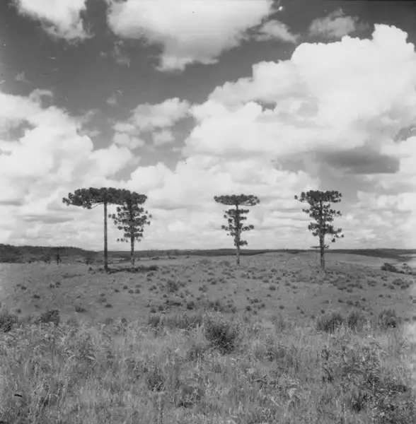 Foto 3: [Quatro pinheiros (araucárias) no município de Campos Novos (SC)]