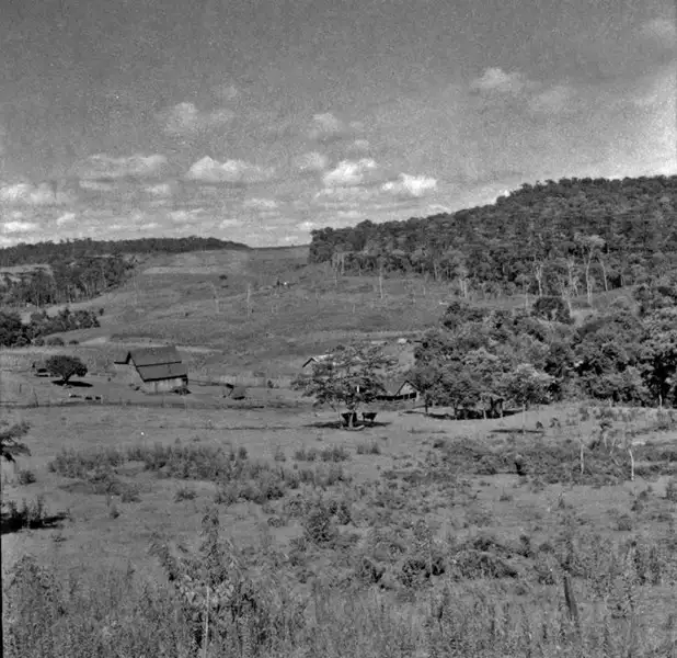 Foto 42: Vista da derrubada, mata e plantação (SC)