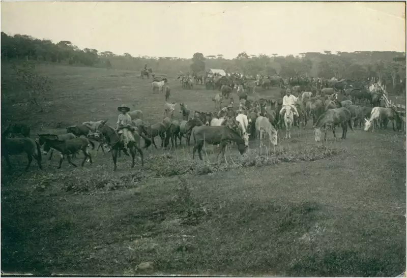 Foto 91: Criação de mulas : Chapecó, SC