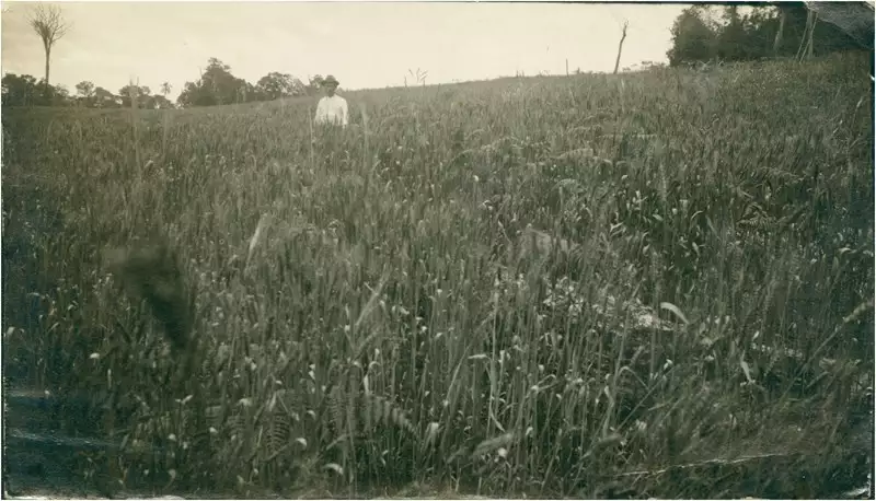 Foto 92: Plantação de trigo : Chapecó, SC