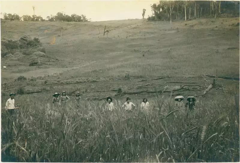 Foto 94: Plantação de trigo : Chapecó, SC