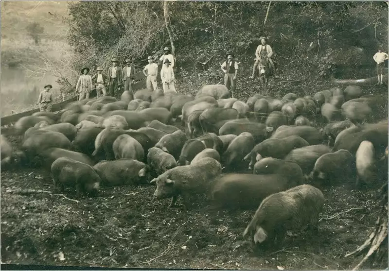 Foto 95: Criação de porcos : Chapecó, SC