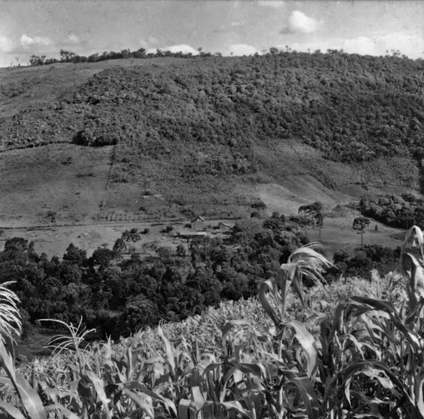 Foto 14: Aspecto de um vale cultivado : milho e parreiras : município de Concórdia