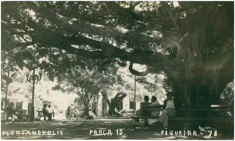 Foto 41: Praça XV de Novembro : Figueira [Centenária] : Florianópolis, SC