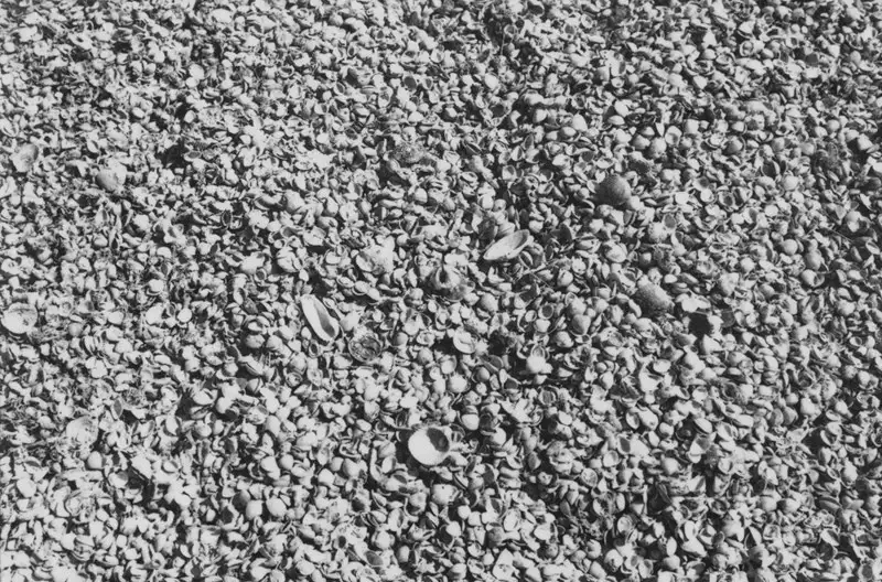 Foto 135: Detalhe de conchas tipo Sambaquis em Florianópolis (SC)
