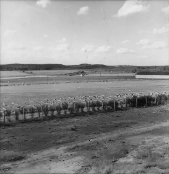 Foto 1: Plantação de linho no município de Itaiópolis (SC)