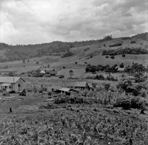 Foto 21: Vale muito fertil ocupado com potreiros e platanções de milho e fumo em São João, Itapiranga (SC)