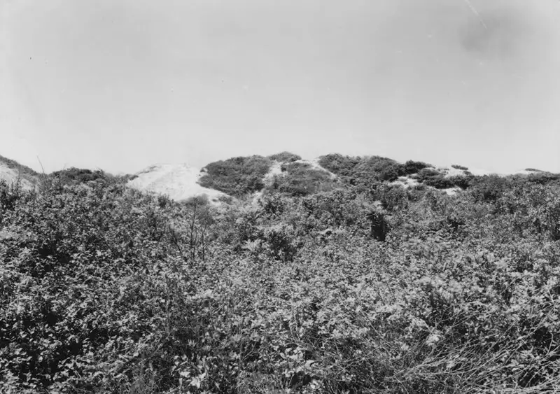 Foto 2: Parte superior de uma duna em Arroio Grande (SC)
