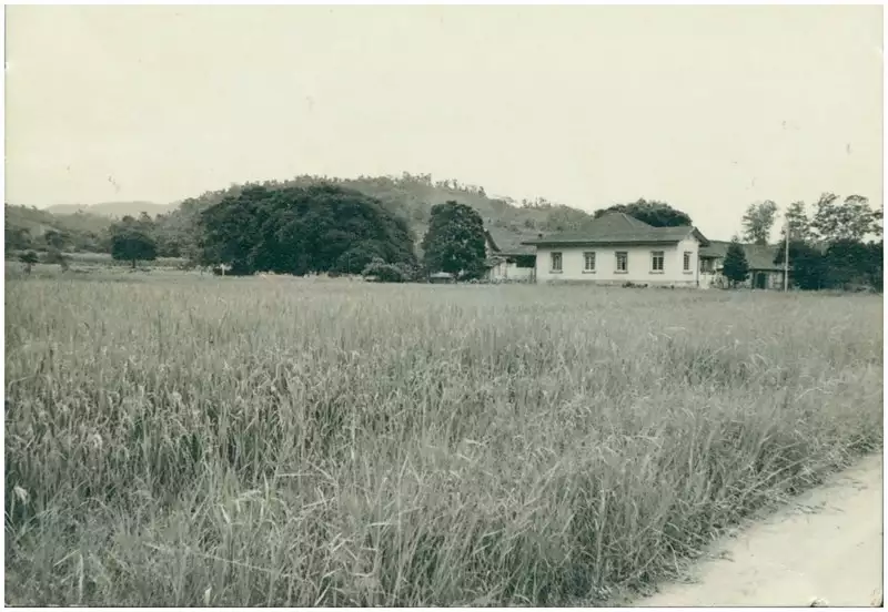Foto 3: Plantação de arroz : [vista panorâmica da cidade] : Jaraguá do Sul, SC