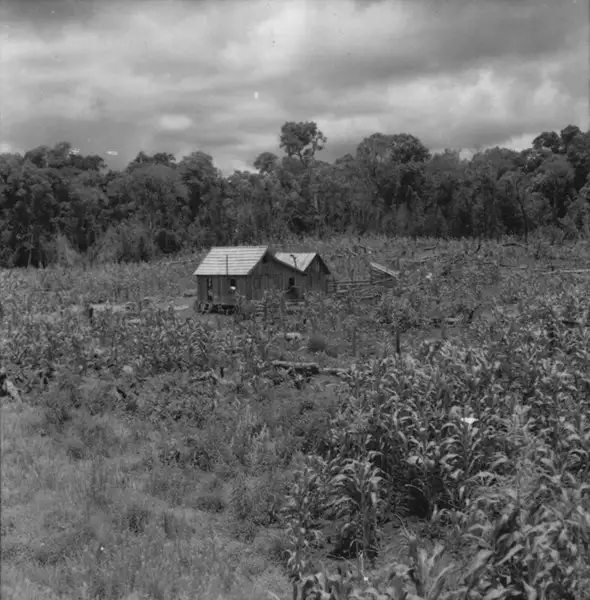 Foto 13: Casa de colono com plantação de milho : município de Lages