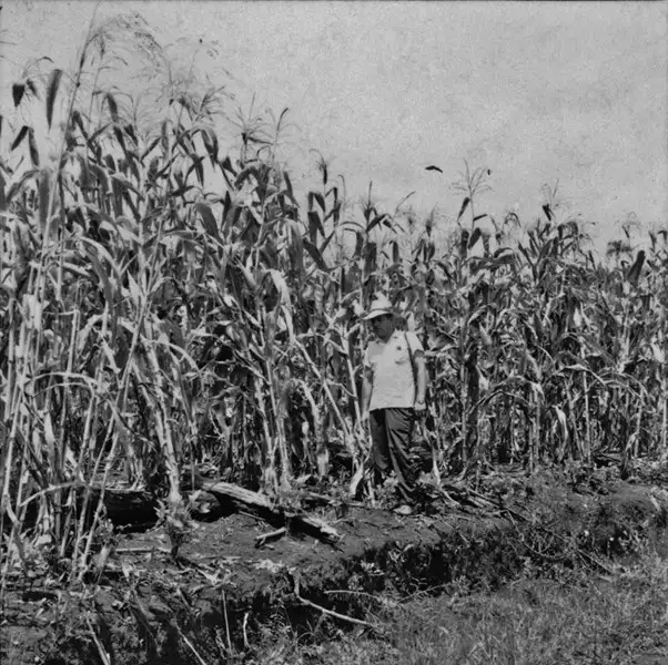 Foto 2: [Detalhe de plantação de milho no município de Paraíso (SC)]
