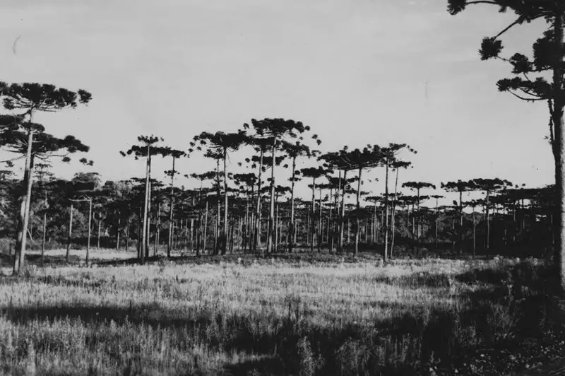 Foto 10: [Floresta de araucárias em Santa Cecília (SC)]