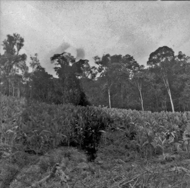 Foto 10: Plantação de fumo Linha Taipa, no município de Saudades (SC)