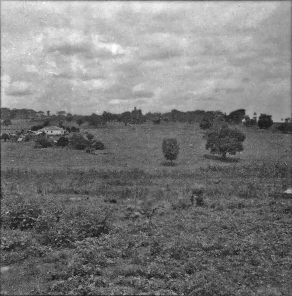 Foto 2: Capim grama : sítio desmembrado de antiga fazenda (SP)