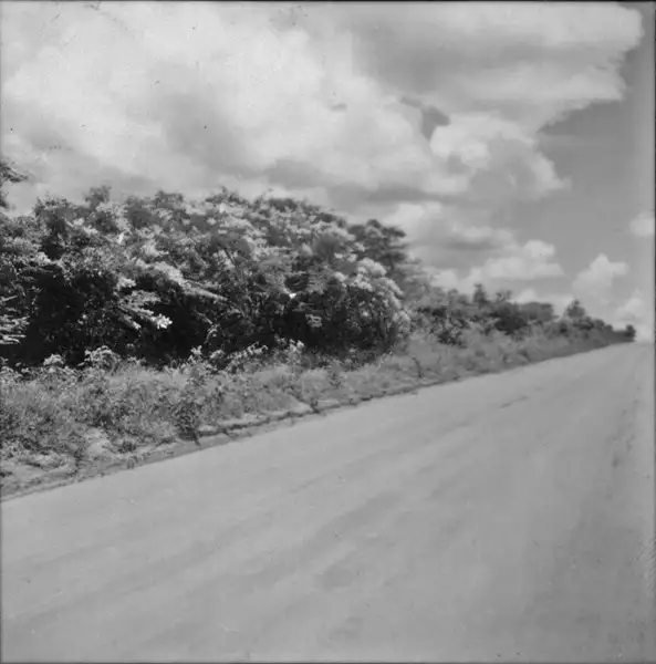 Foto 17: Mimosoide à beira da estrada perto Barretos (SP)