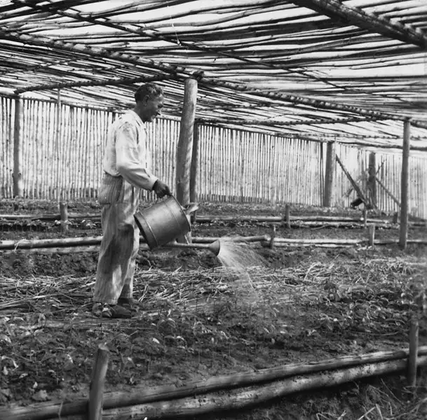 Foto 43: Plantação e poda do café pelo sistema do Havaí na Granja São Martinho : Campinas (SP)