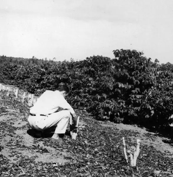 Foto 45: Plantação e poda do café pelo sistema do Havaí na Granja São Martinho : Campinas (SP)