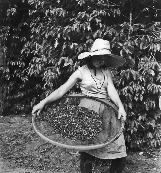 Foto 50: Plantação e poda do café pelo sistema do Havaí na Granja São Martinho : Campinas (SP)
