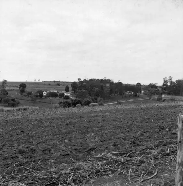 Foto 53: Pequenas propriedades, com plantação de eucalipto, perto de Campinas (SP)