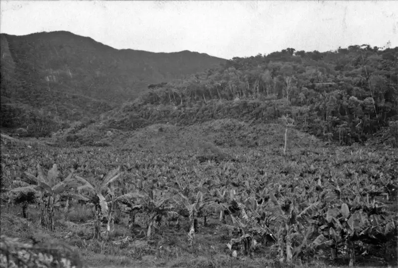Foto 30: Bananal em uma baixada, próximo ao litoral do município de Caraguatatuba (SP)