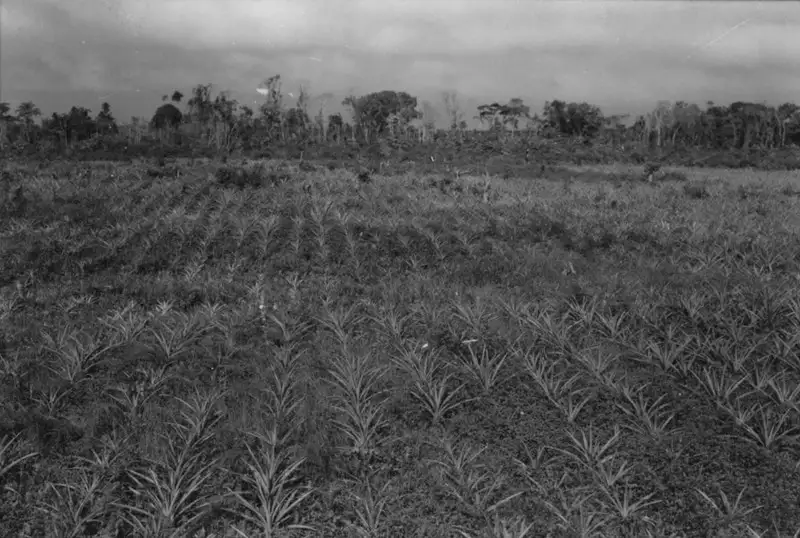Foto 16: Município de Iguape : plantação de abacaxi, na baixada. Ao fundo mata da restinga com árvores de 3 a 4 metros (SP)