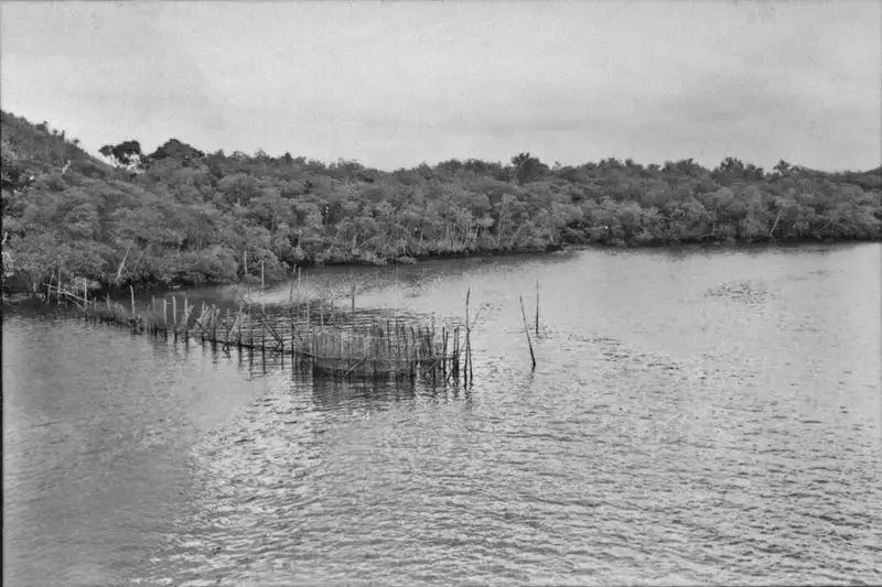 Foto 1: Vegetação de mangue na foz do Rio Conceição de Itanhaém, vendo-se um curral para peixe (SP)