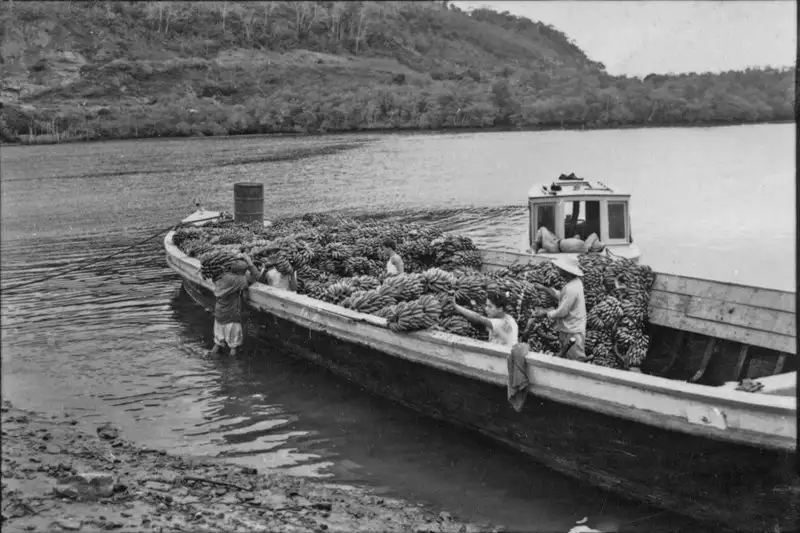 Foto 16: Chatas puxadas por lanchas a motor trazendo bananas do Rio Conceição de Itanhaem (SP)